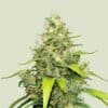 qualicann blue gelato cbd blueten imagebild