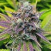 qualicann purple kush cbd blueten 40g cbd 25 imagebild