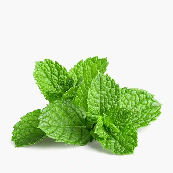 Catégorie Elfbar Menthol